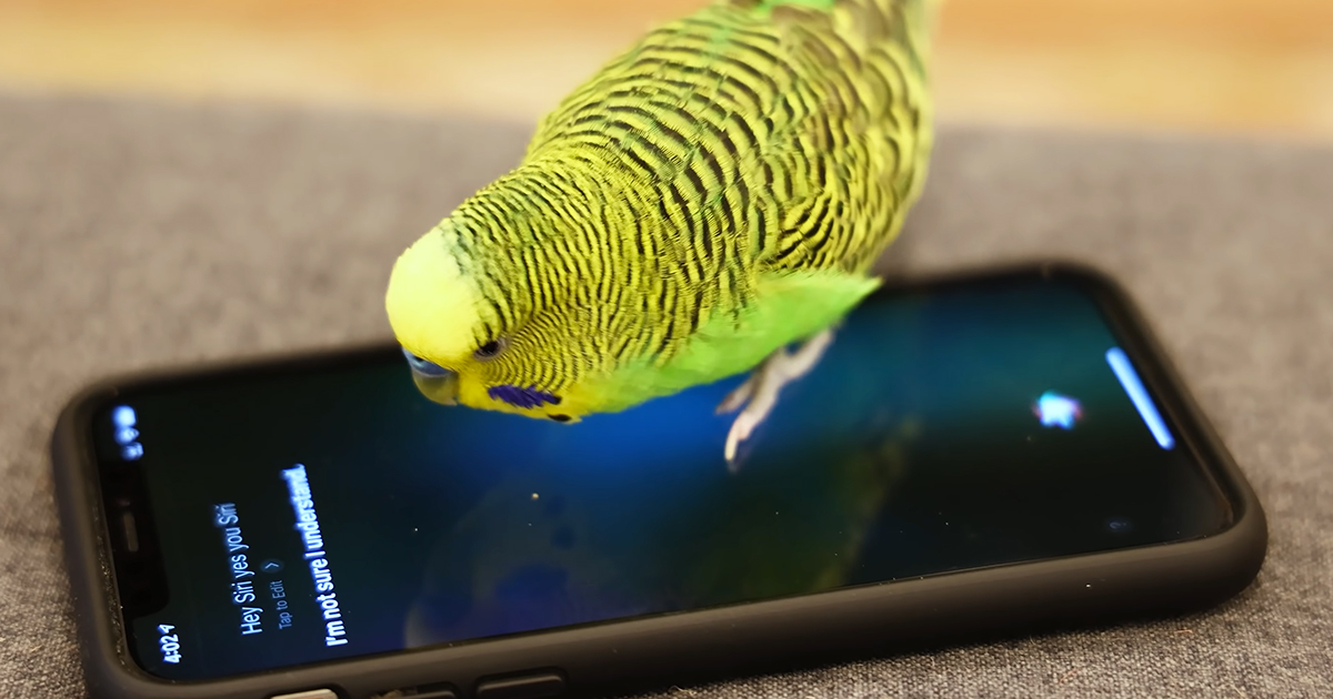 Parakeet