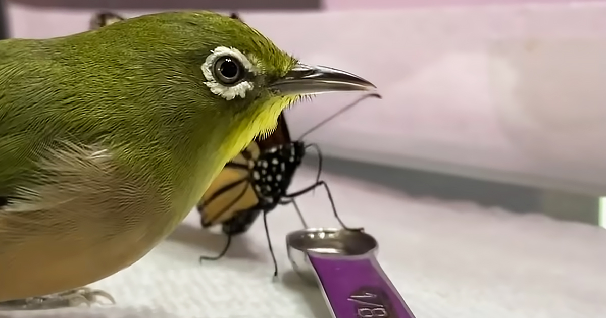 Rescued bird and butterfly