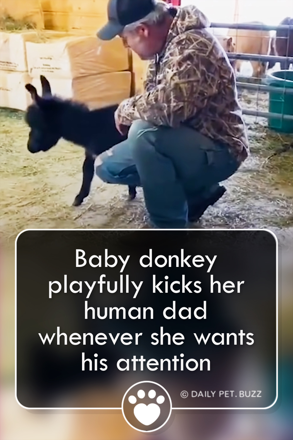 Baby donkey playfully kicks her human dad whenever she wants his attention