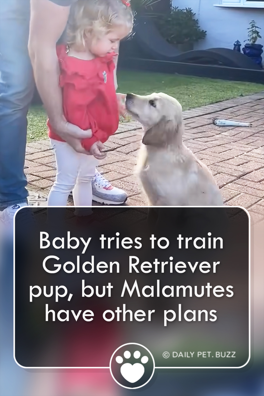 Baby tries to train Golden Retriever pup, but Malamutes have other plans