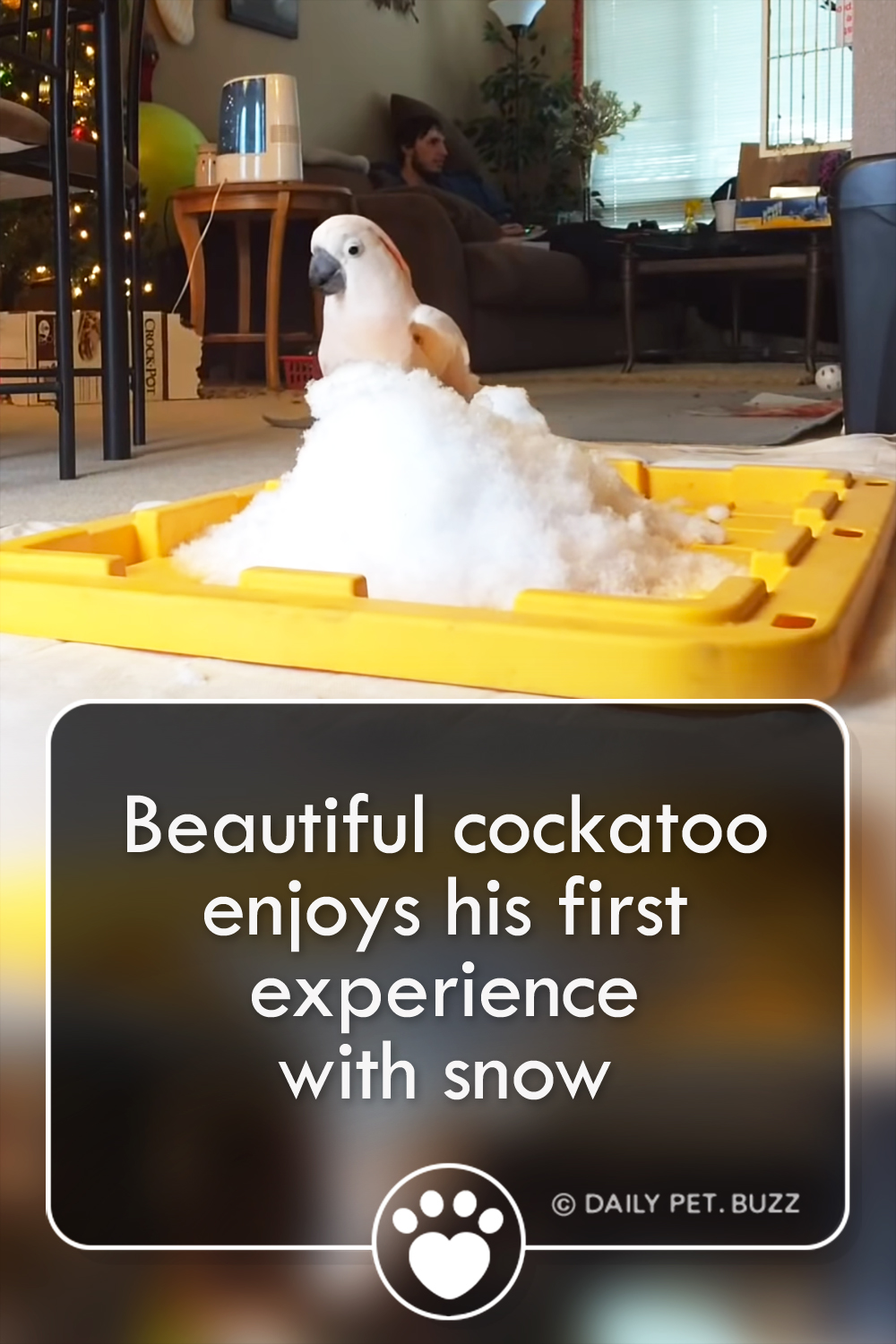 Beautiful cockatoo enjoys his first experience with snow