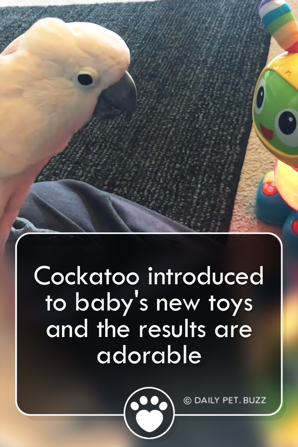 Cockatoo introduced to baby\'s new toys and the results are adorable