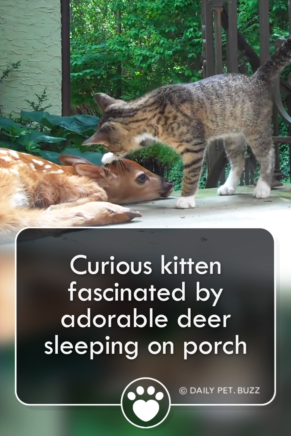 Curious kitten fascinated by adorable deer sleeping on porch