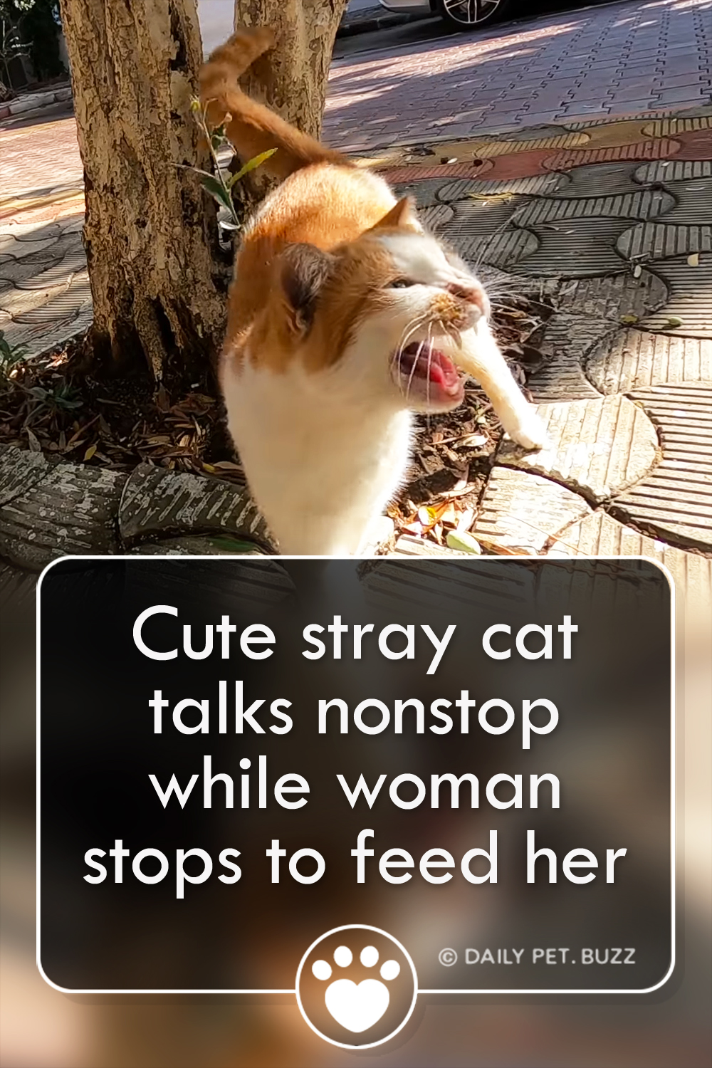 Cute stray cat talks nonstop while woman stops to feed her