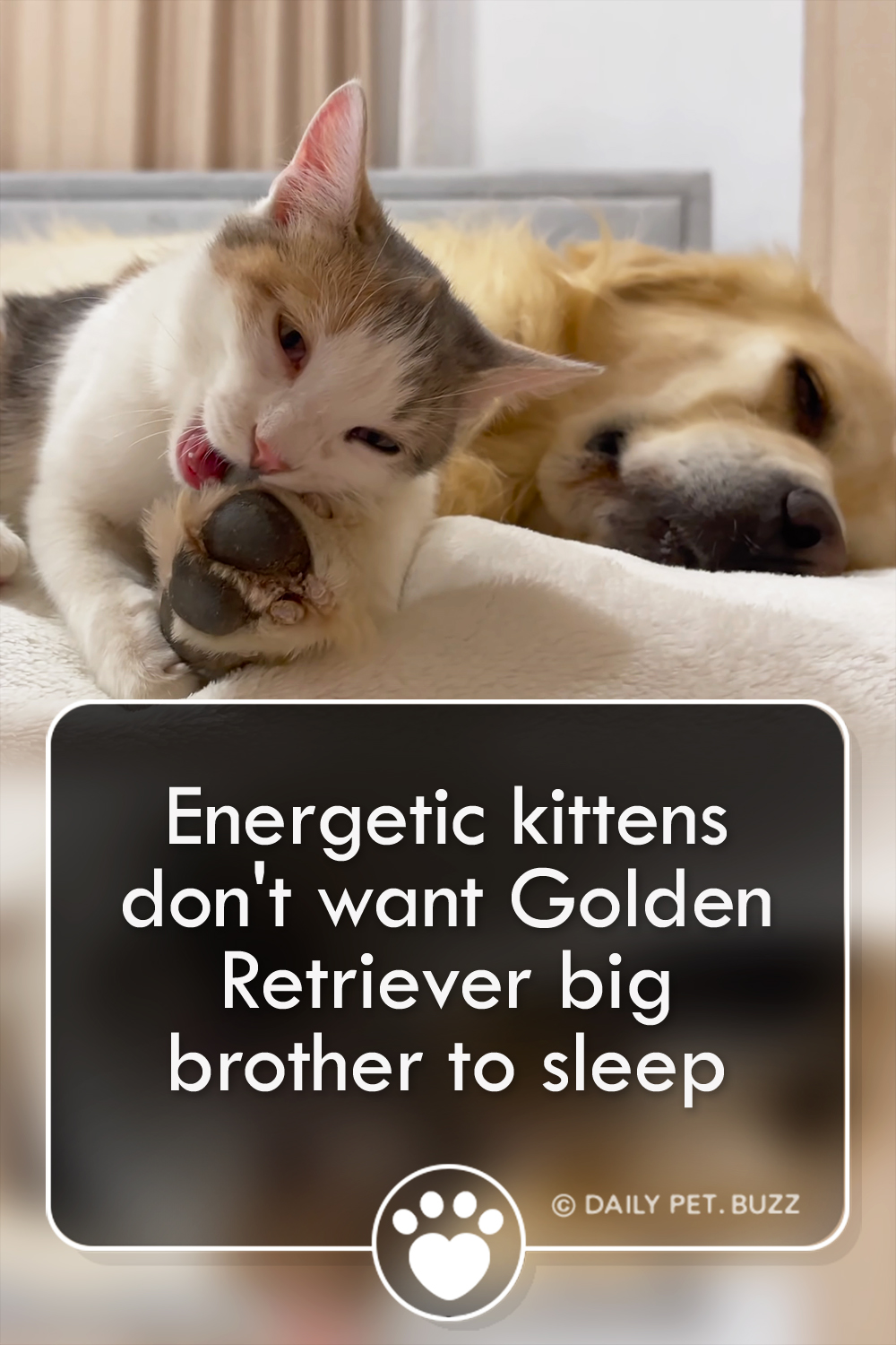 Energetic kittens don\'t want Golden Retriever big brother to sleep