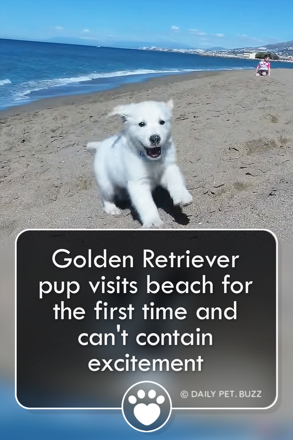 Golden Retriever pup visits beach for the first time and can\'t contain excitement