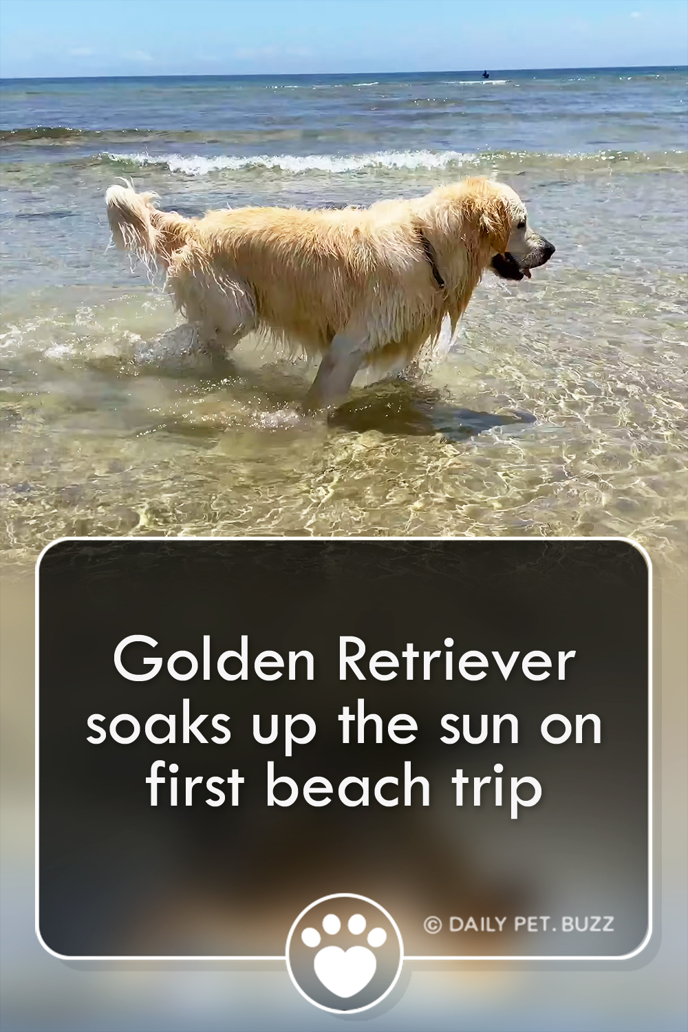 Golden Retriever soaks up the sun on first beach trip