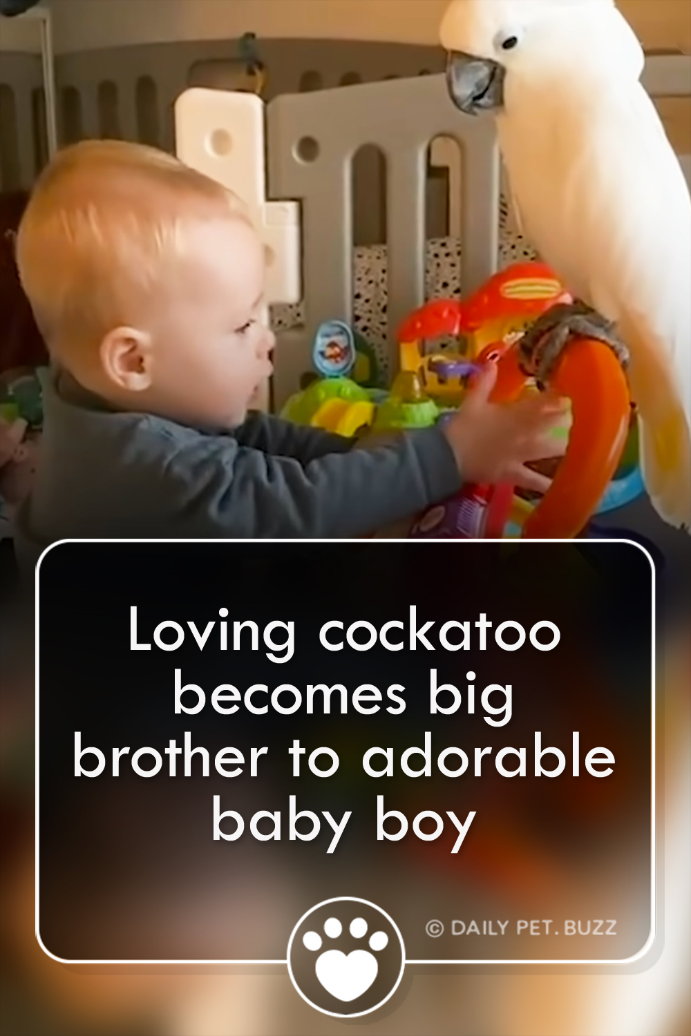 Loving cockatoo becomes big brother to adorable baby boy