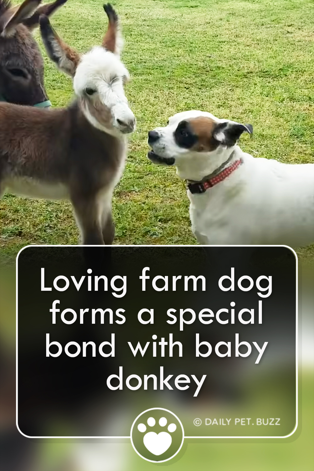 Loving farm dog forms a special bond with baby donkey