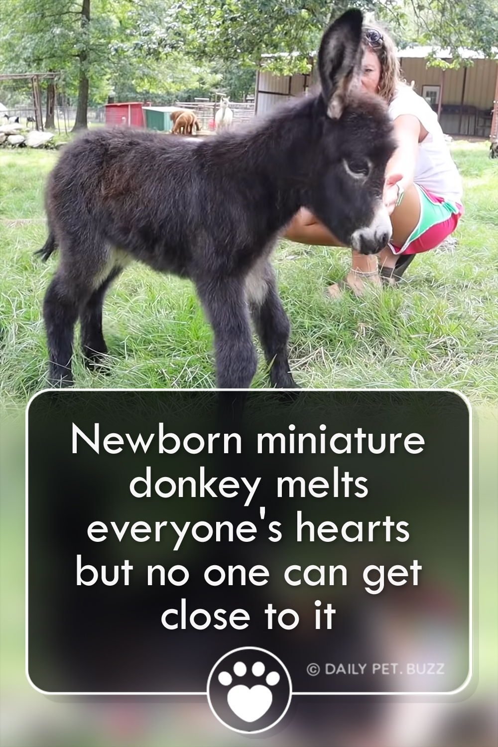 Newborn miniature donkey melts everyone\'s hearts but no one can get close to it