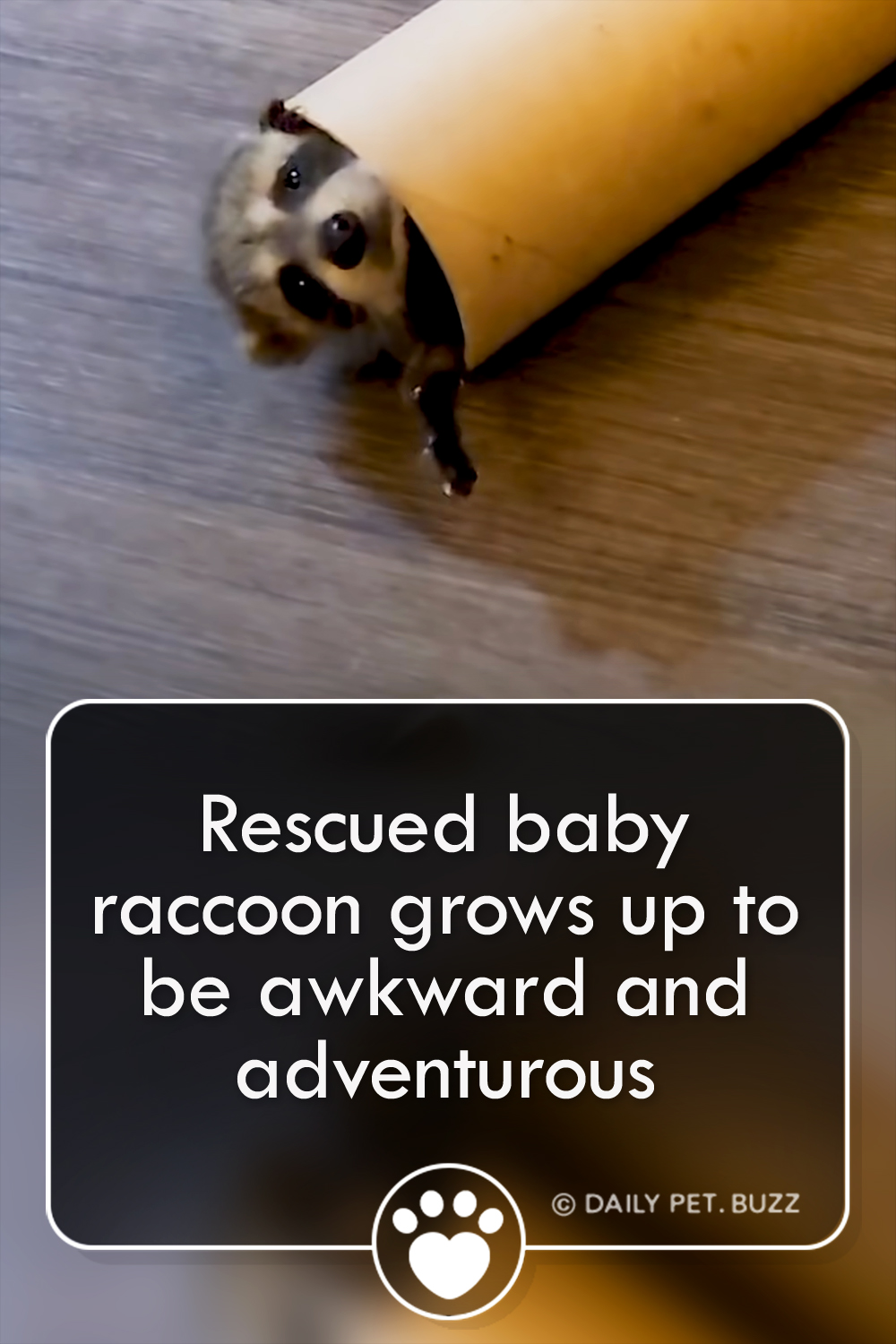 Rescued baby raccoon grows up to be awkward and adventurous