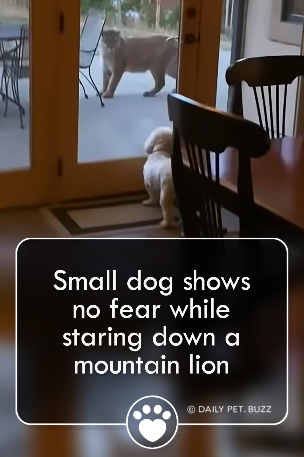 Small dog shows no fear while staring down a mountain lion