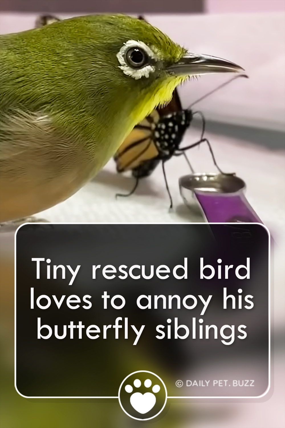 Tiny rescued bird loves to annoy his butterfly siblings
