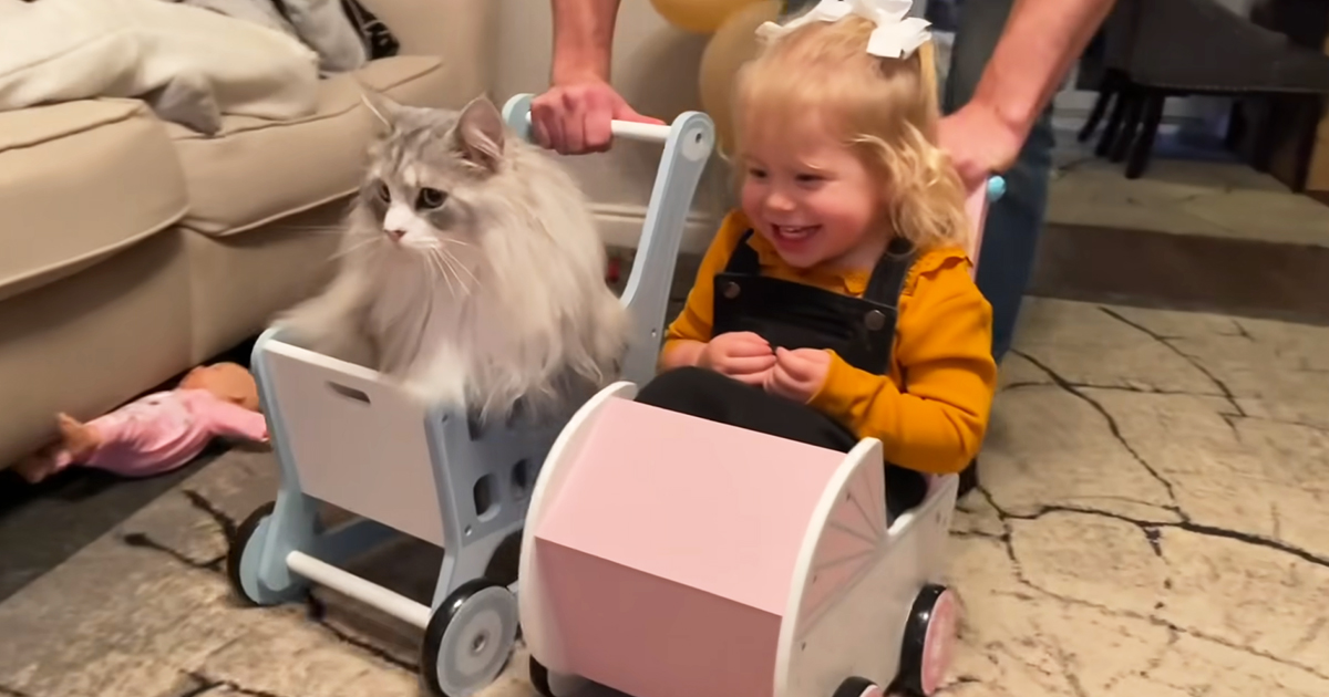 Baby and pet cat