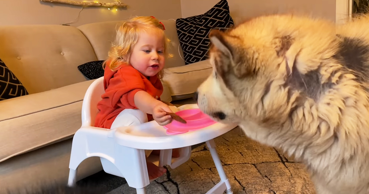 Baby girl and Malamute