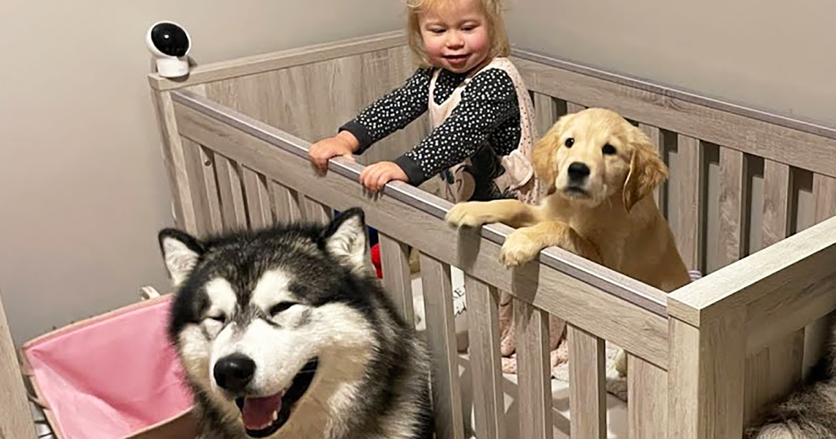 Baby with her dogs