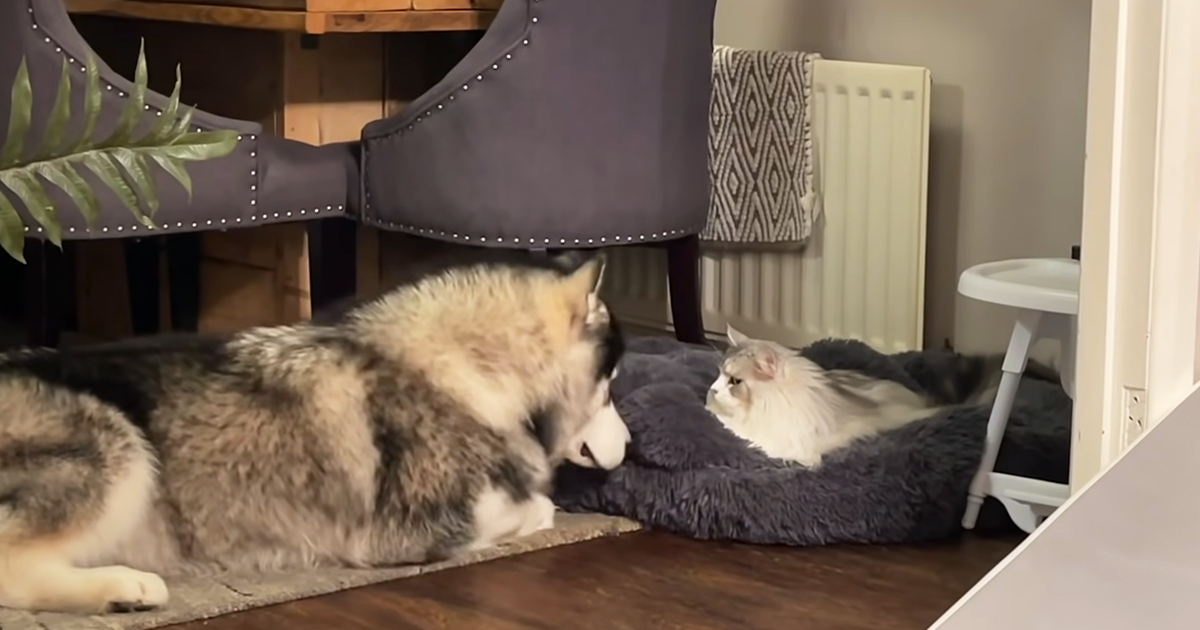 Cat steals Husky's bed