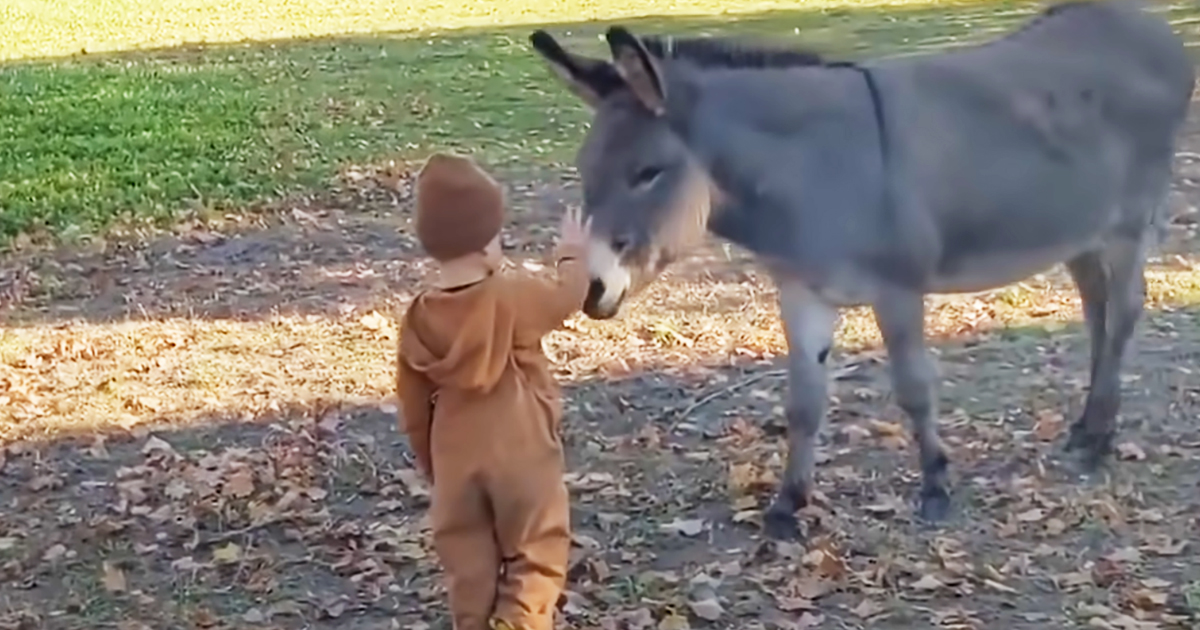 Donkey and his little human brother