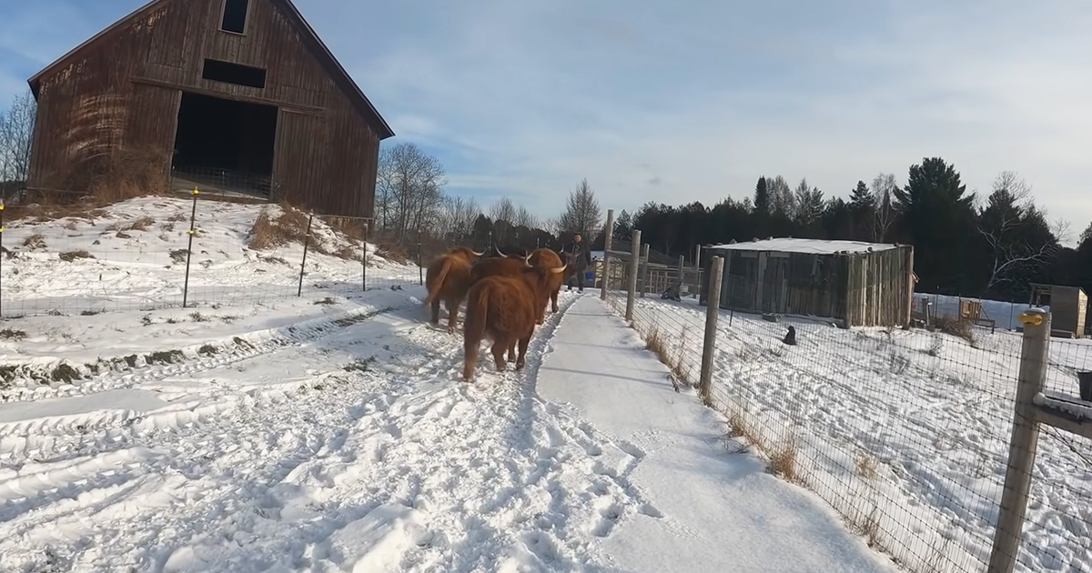 Cattle