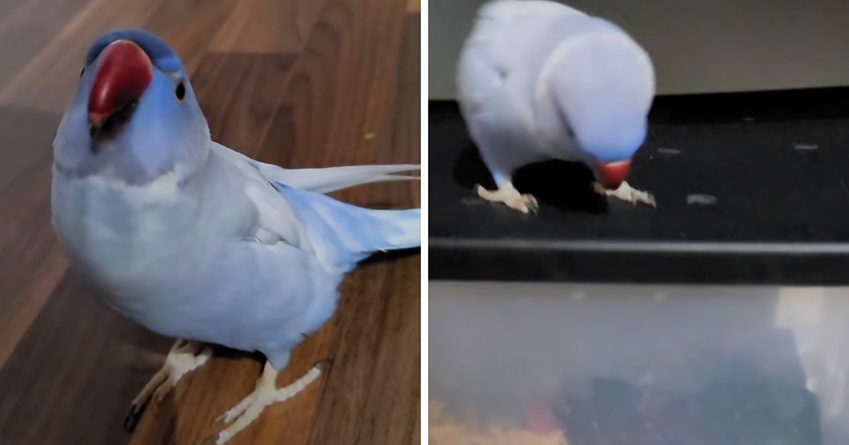 Parrot