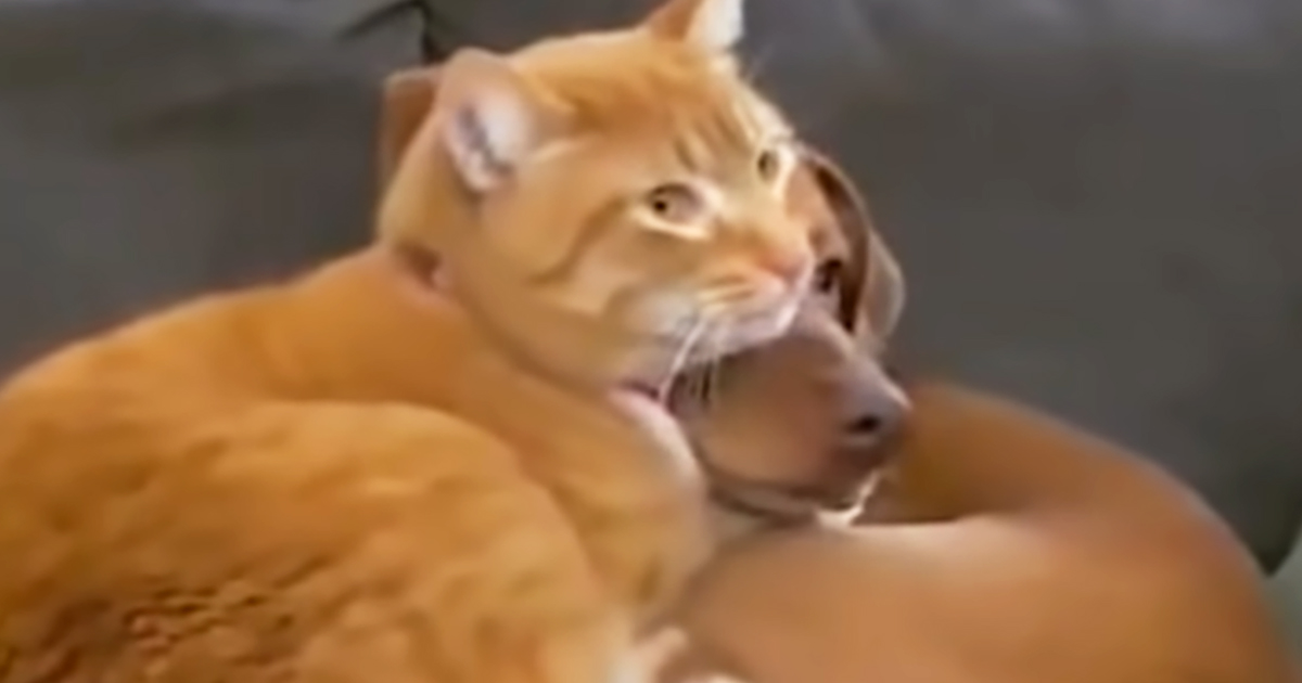 cat cuddling with anxious dog