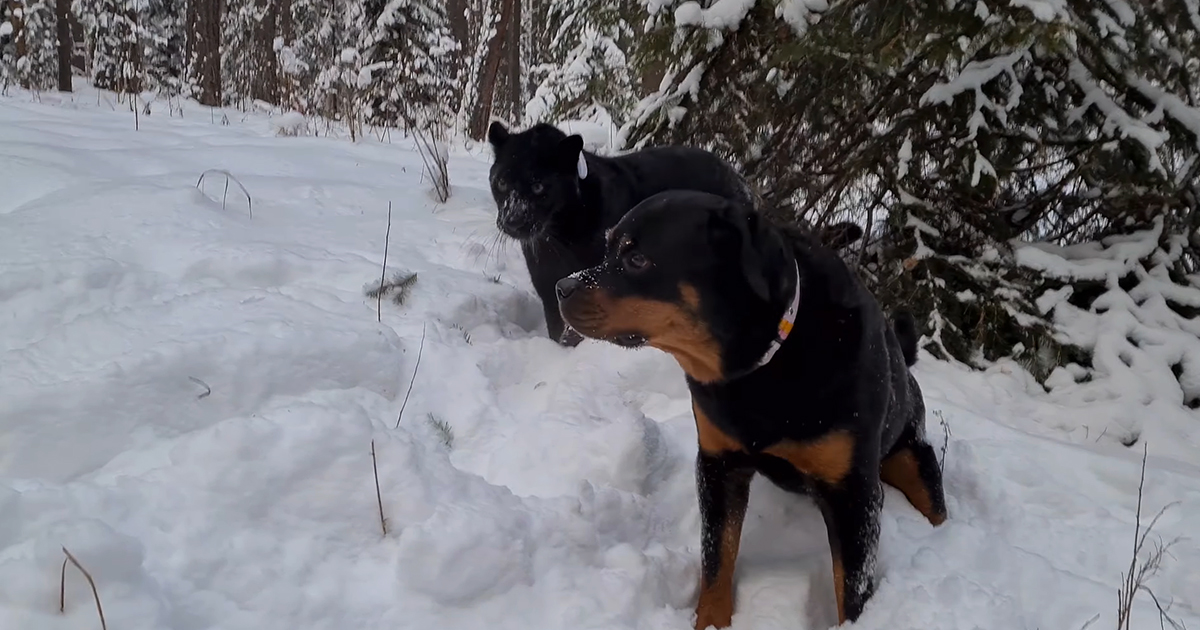 Panther and Rottweiler