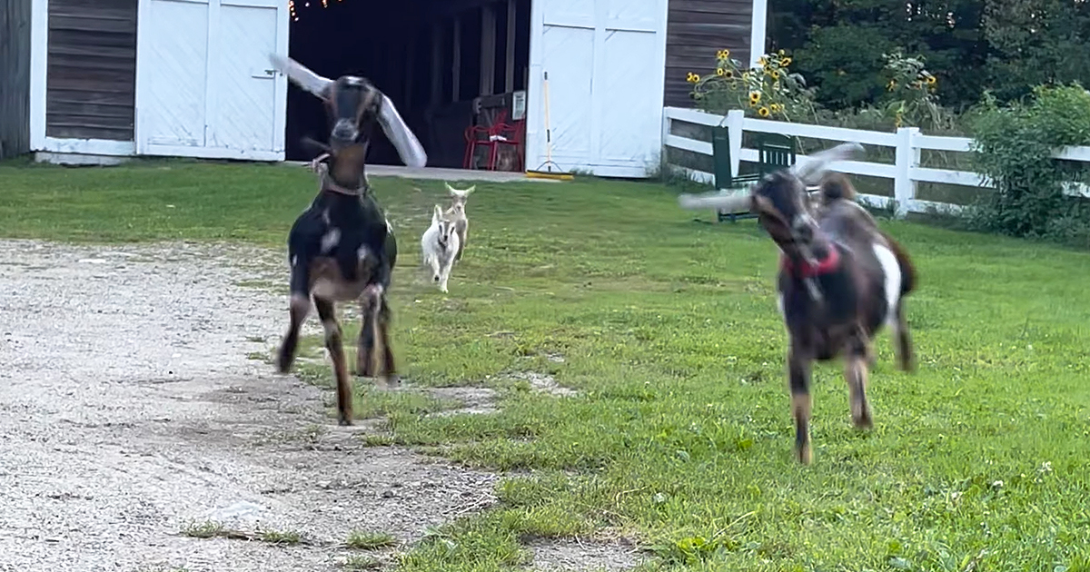 Goats