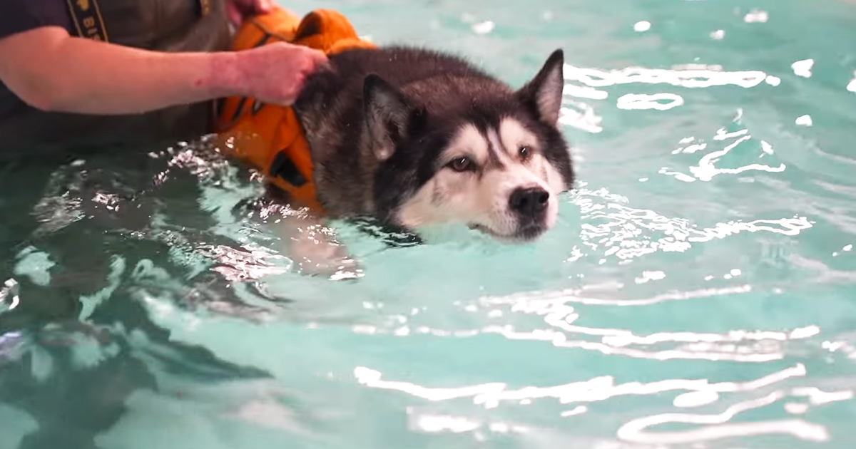 Husky swims
