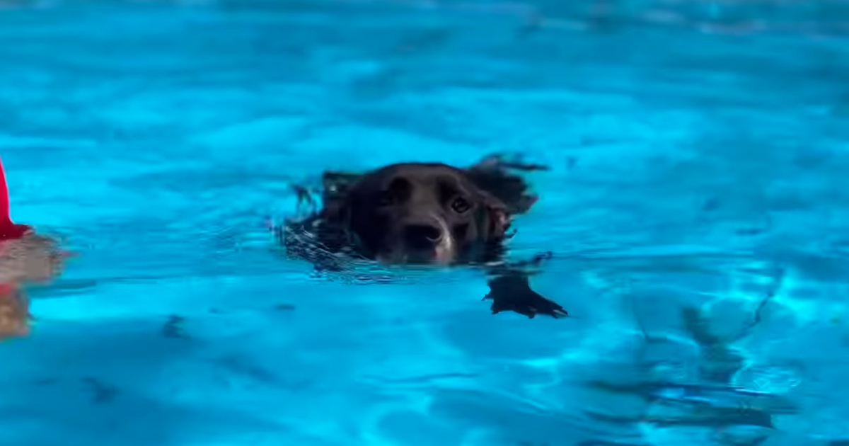 Dog swimming