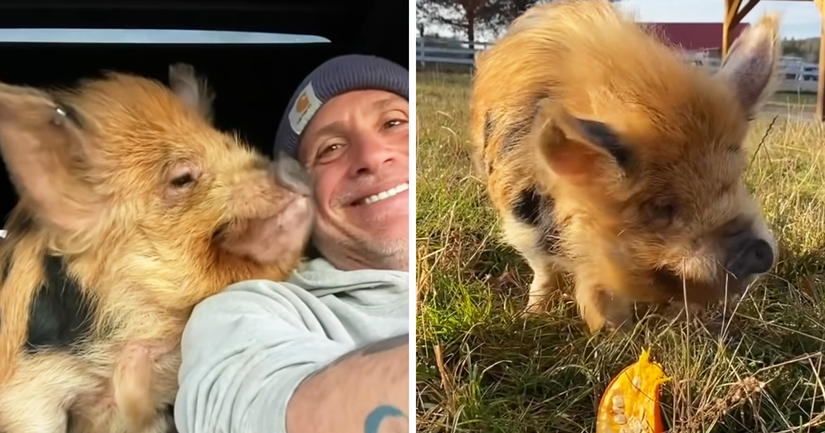 Pig