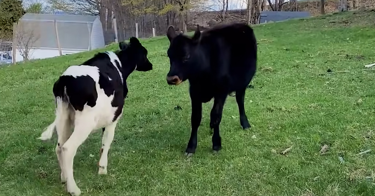 Rescued calves