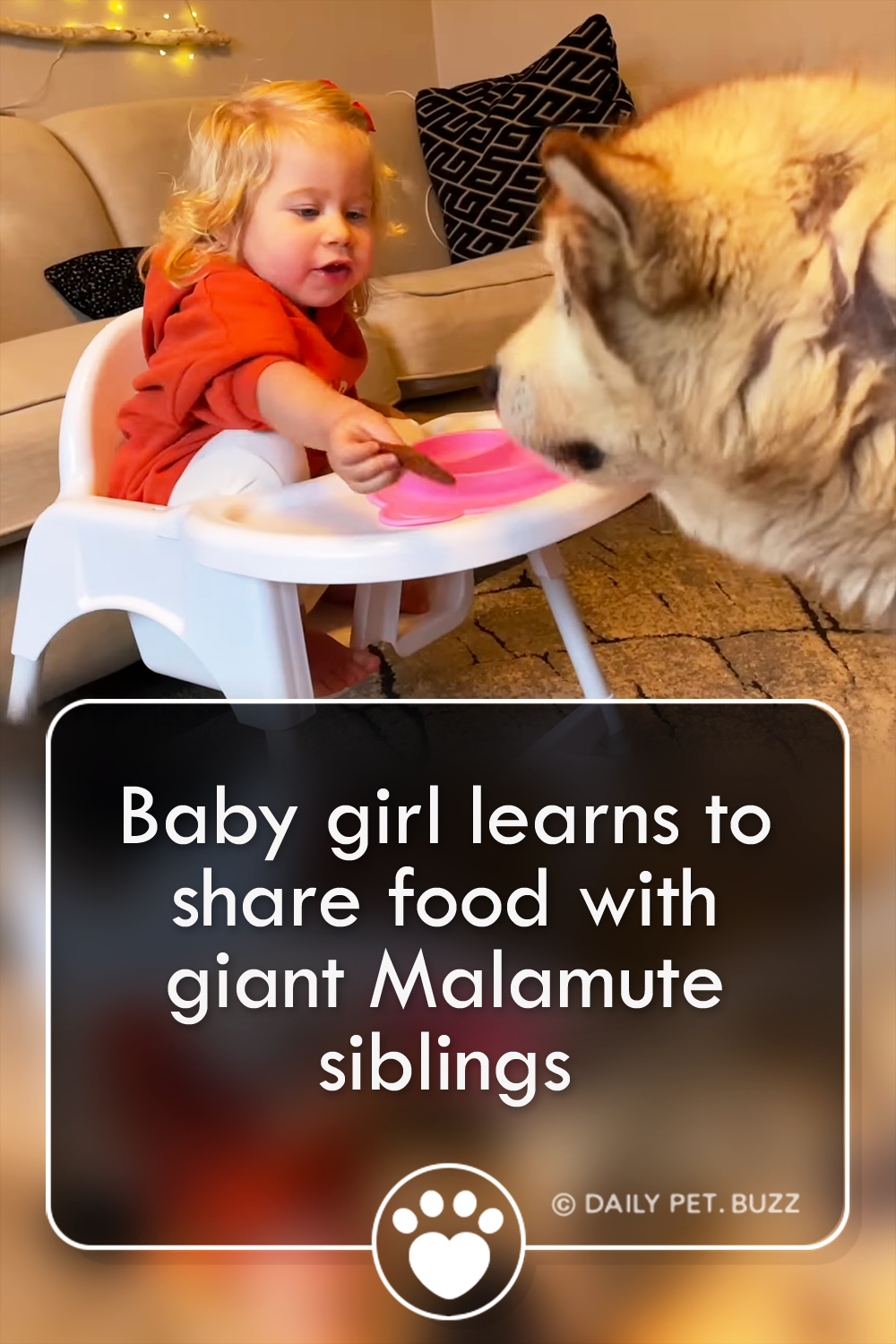 Baby girl learns to share food with giant Malamute siblings