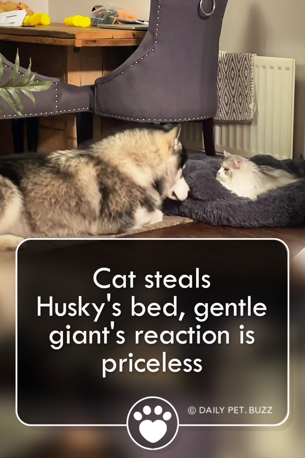 Cat steals Husky\'s bed, gentle giant\'s reaction is priceless