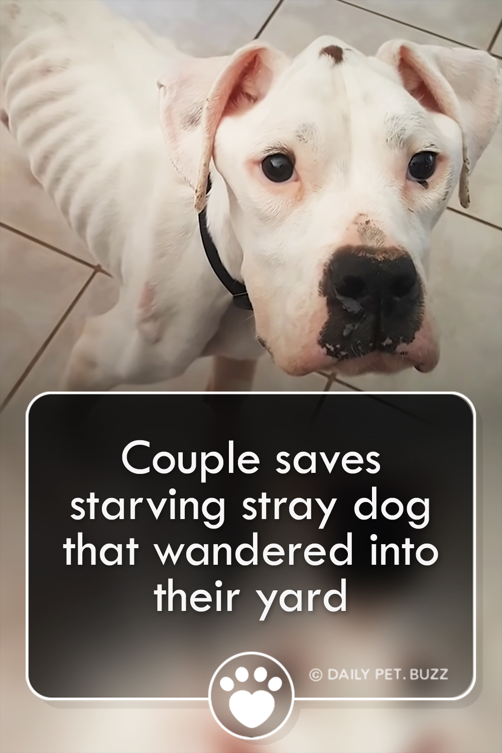 Couple saves starving stray dog that wandered into their yard