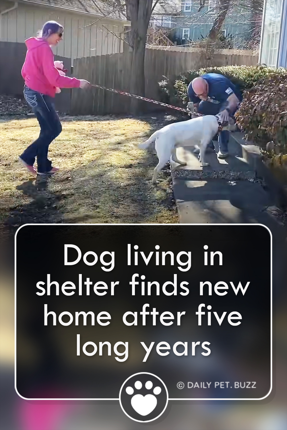 Dog living in shelter finds new home after five long years