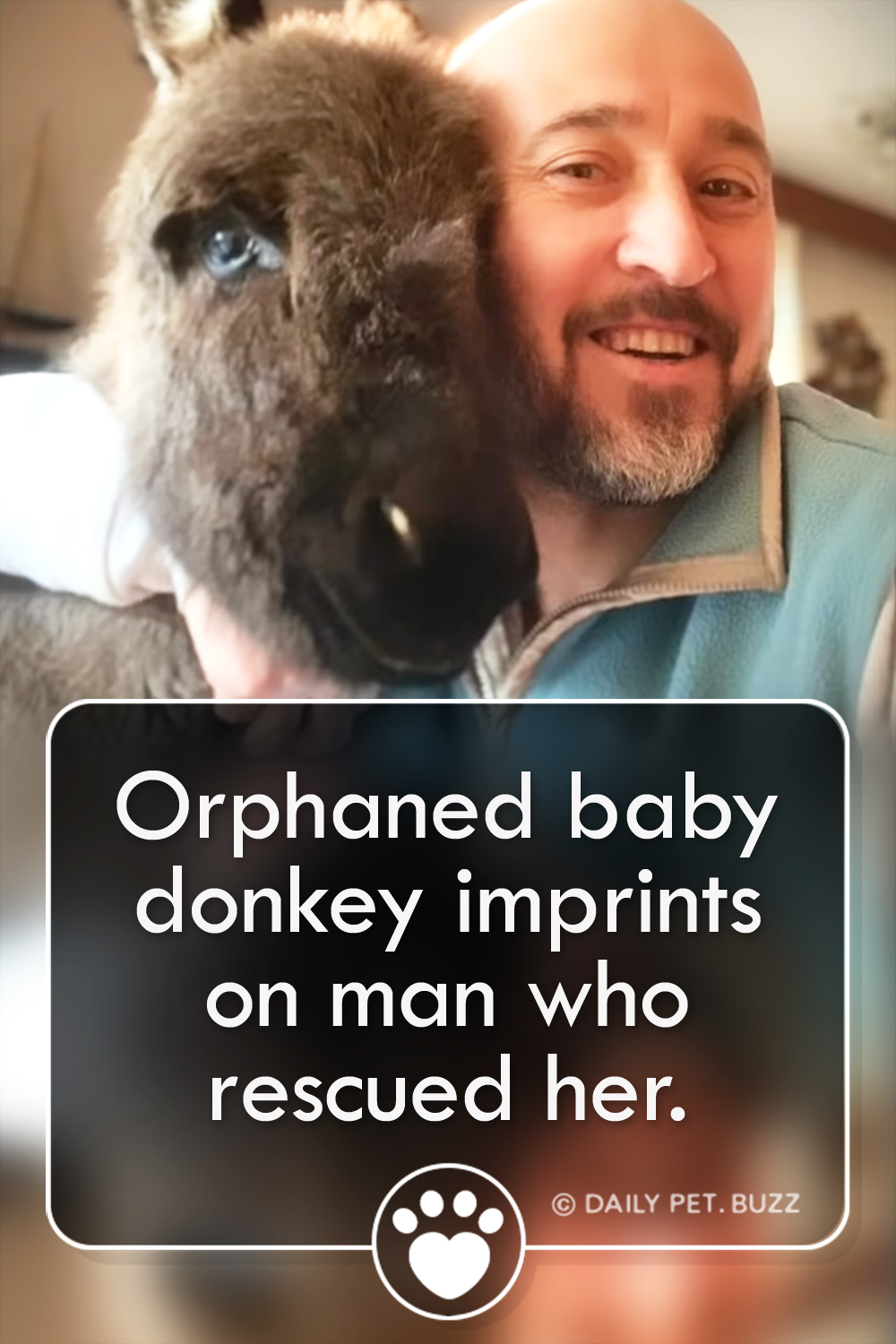 Orphaned baby donkey imprints on man who rescued her.