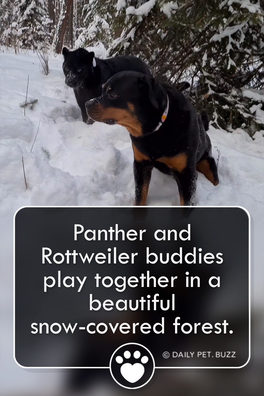 Panther and Rottweiler buddies play together in a beautiful snow-covered forest.