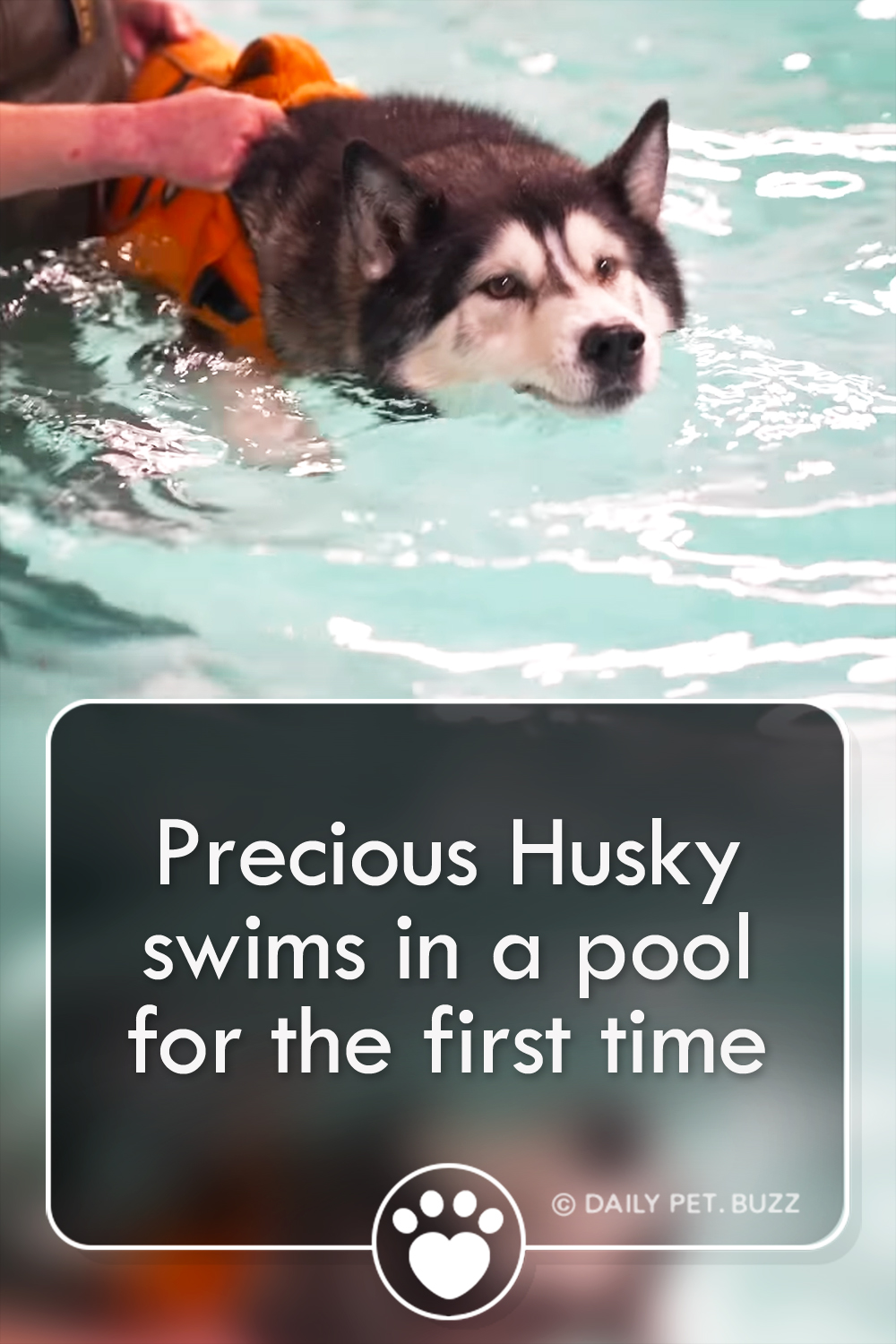 Precious Husky swims in a pool for the first time