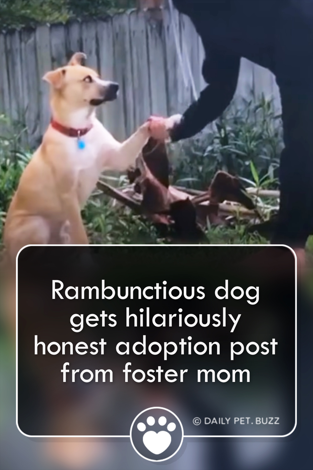 Rambunctious dog gets hilariously honest adoption post from foster mom