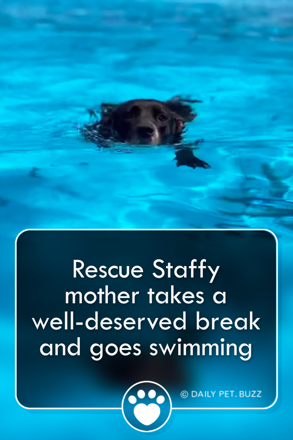 Rescue Staffy mother takes a well-deserved break and goes swimming