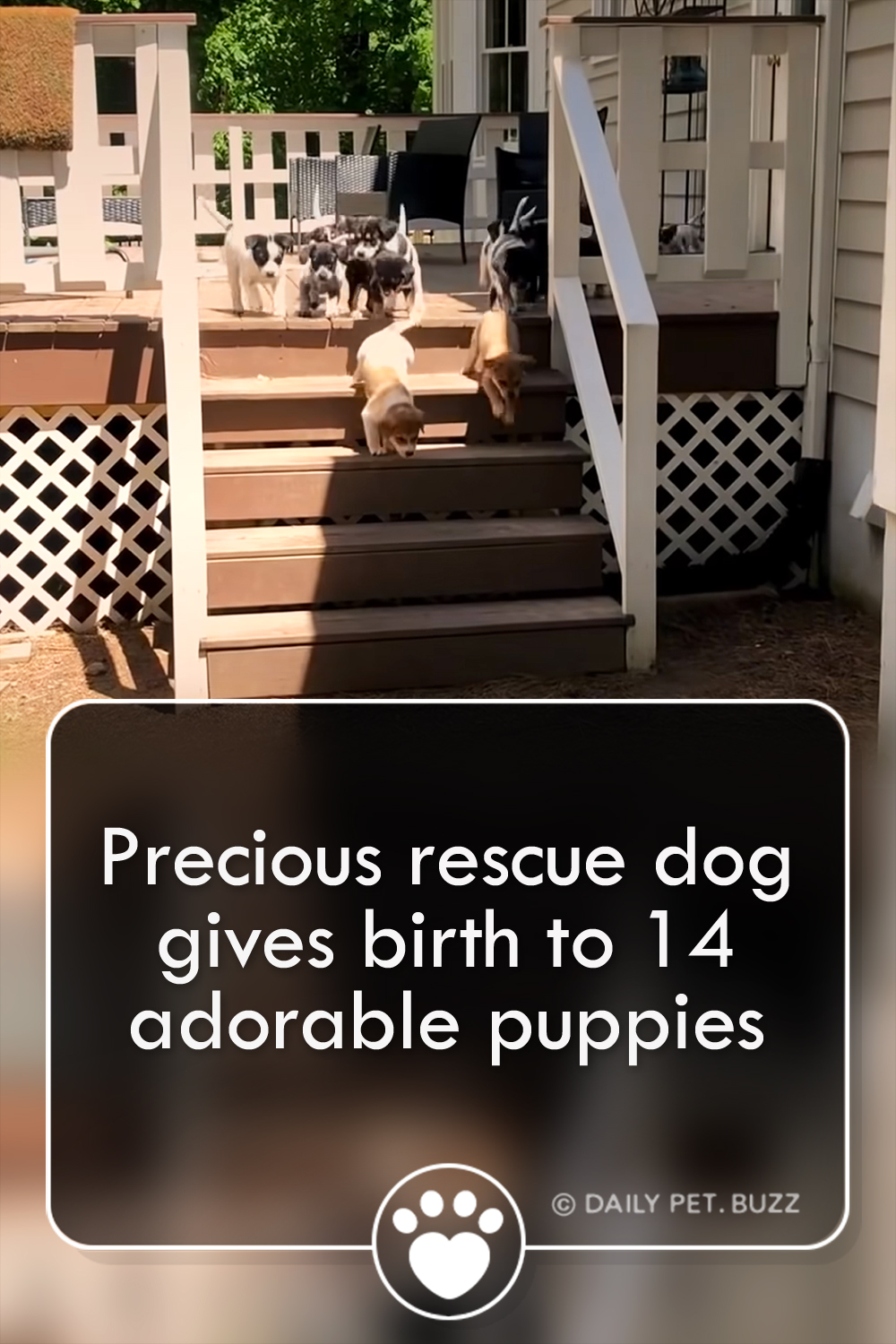 Precious rescue dog gives birth to 14 adorable puppies