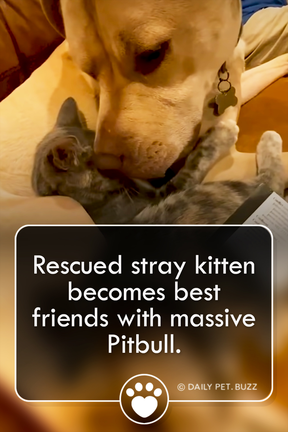 Rescued stray kitten becomes best friends with massive Pitbull.