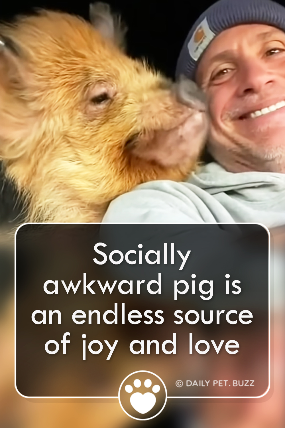 Socially awkward pig is an endless source of joy and love