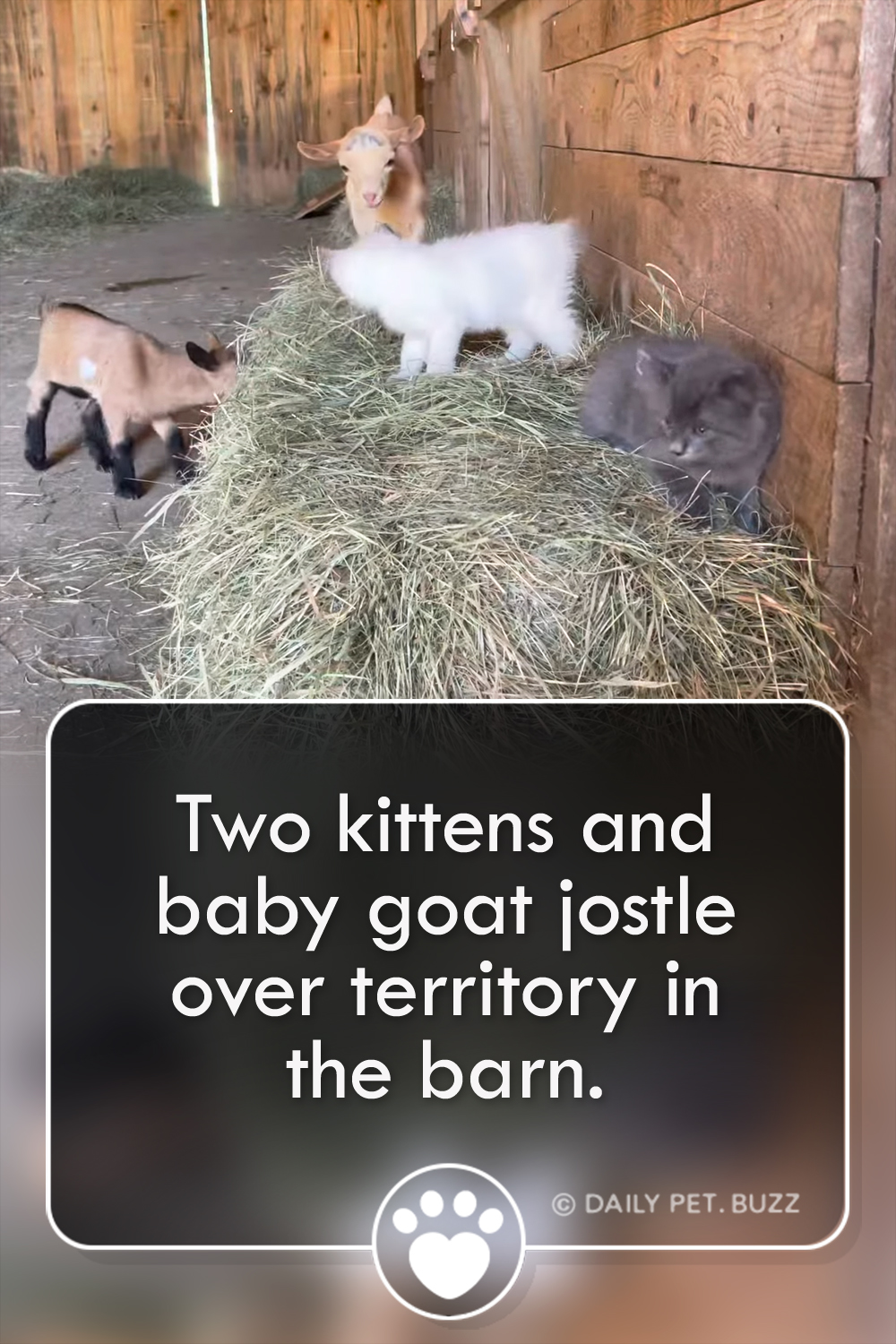 Two kittens and baby goat jostle over territory in the barn.