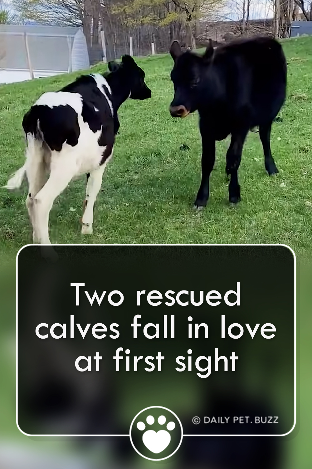 Two rescued calves fall in love at first sight