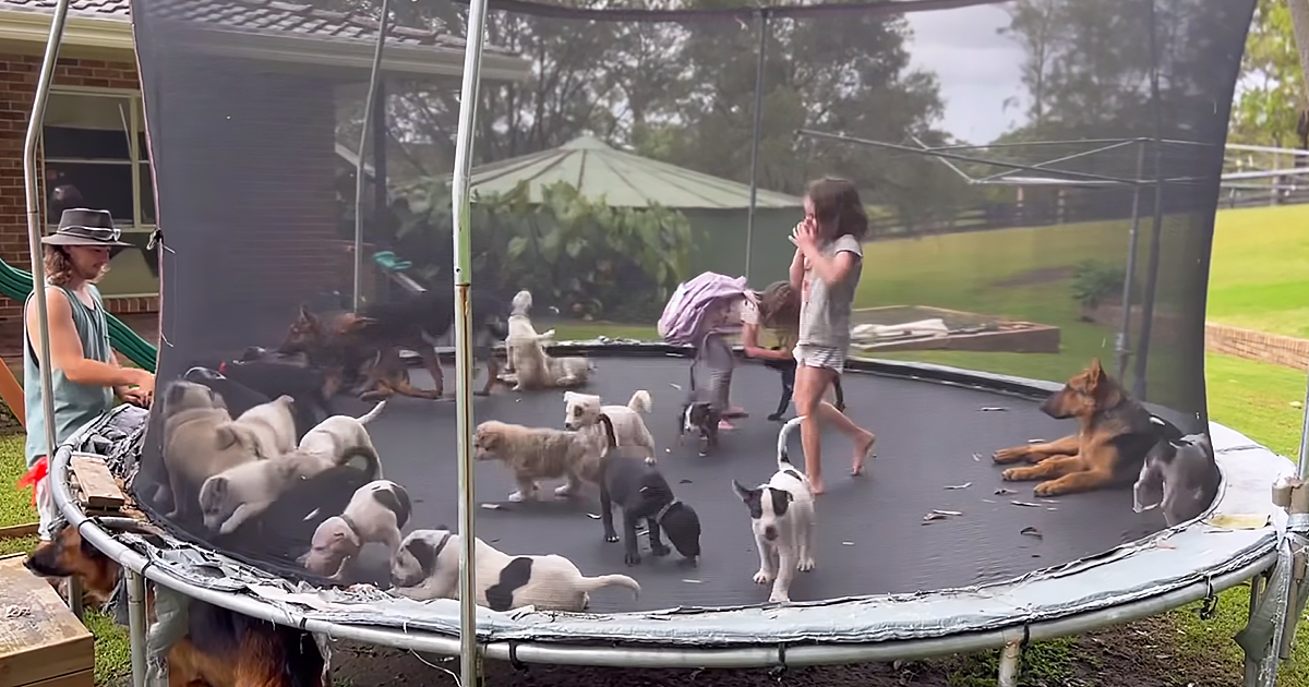 Playful puppies