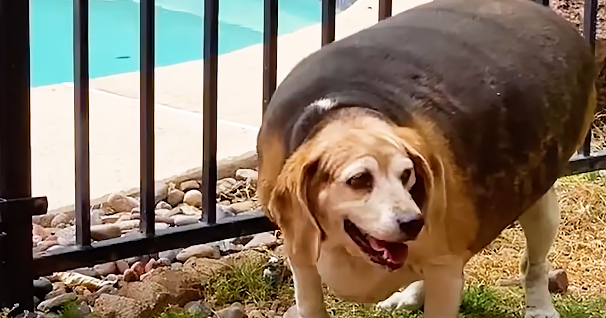 90-pound Beagle