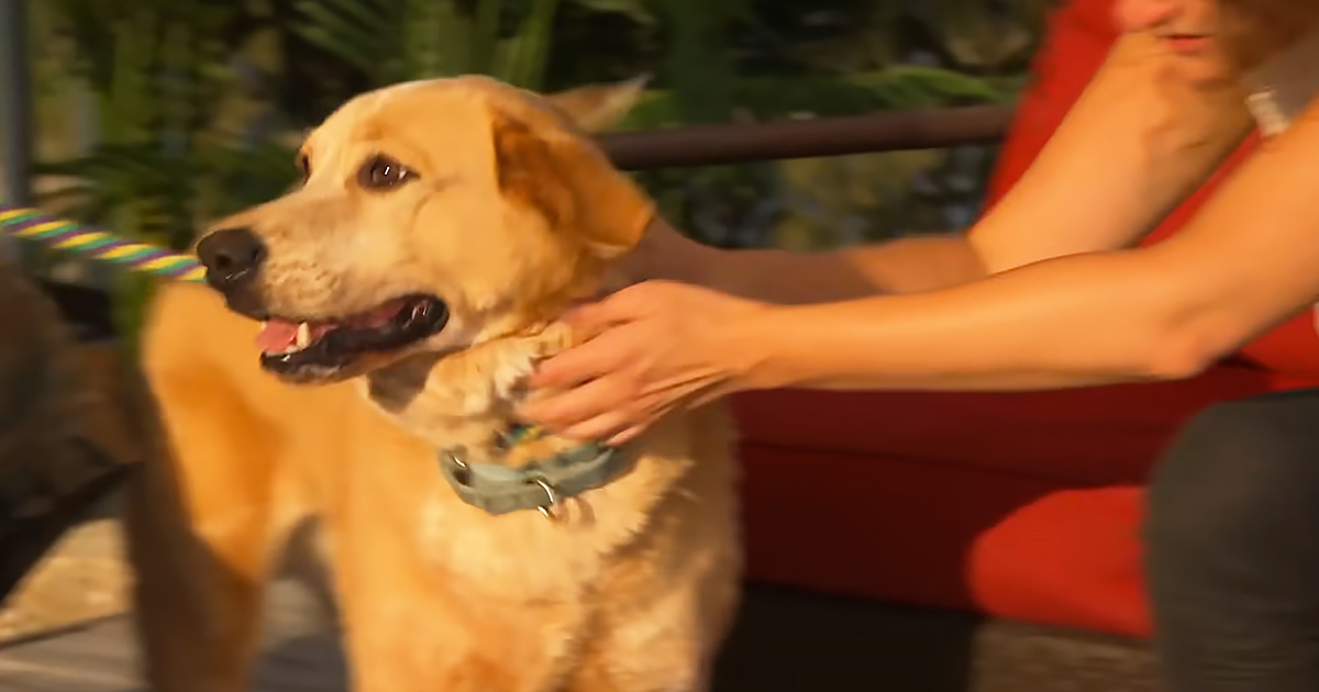 Golden Retriever