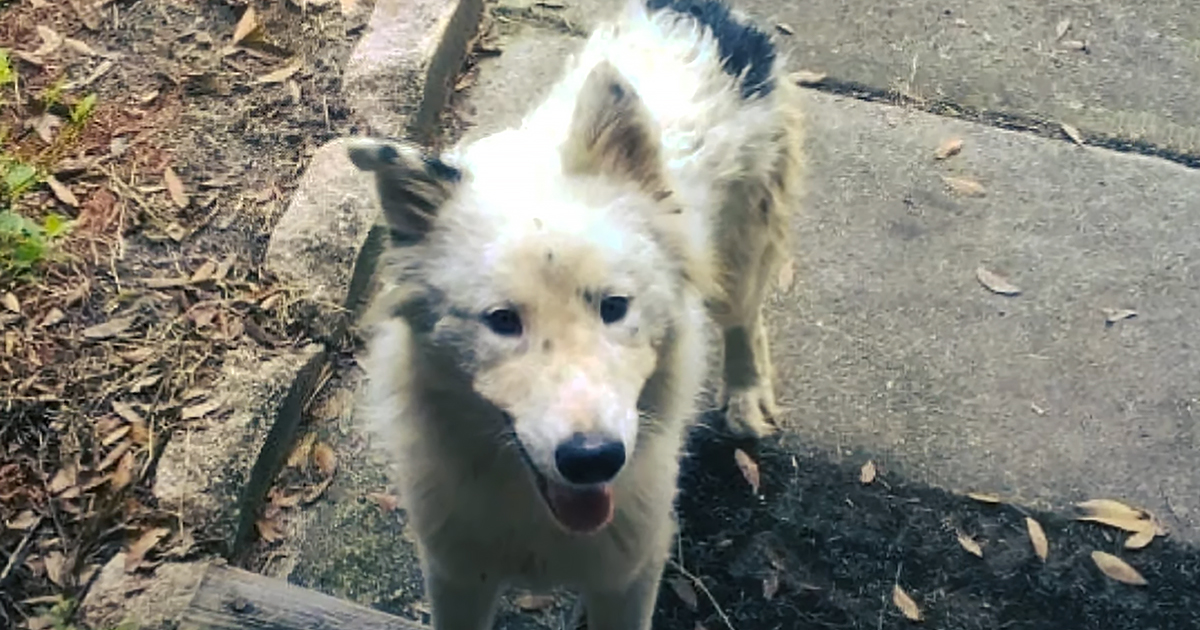 Abandoned dog