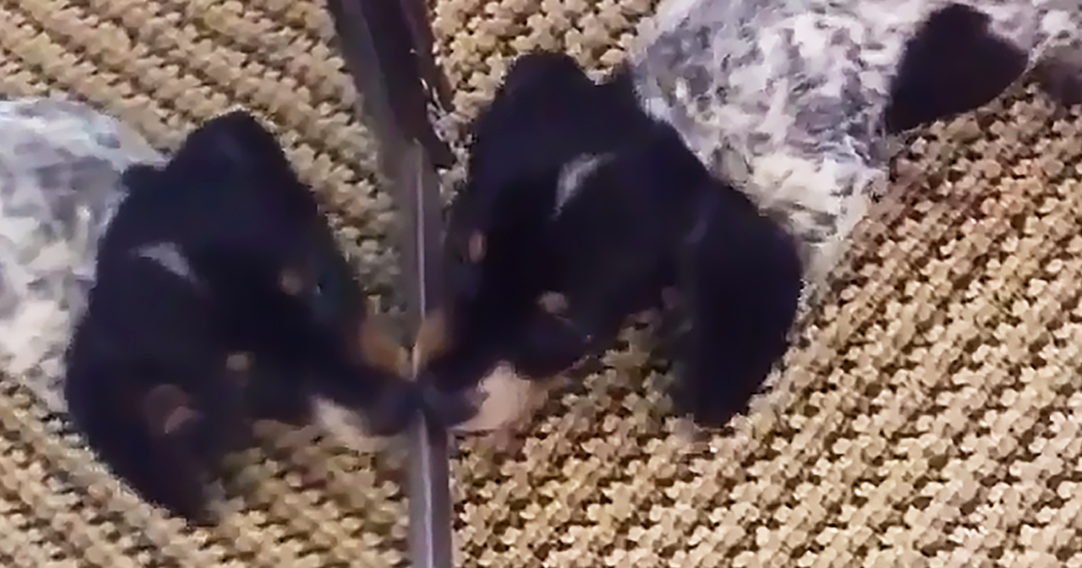 Daschund puppy